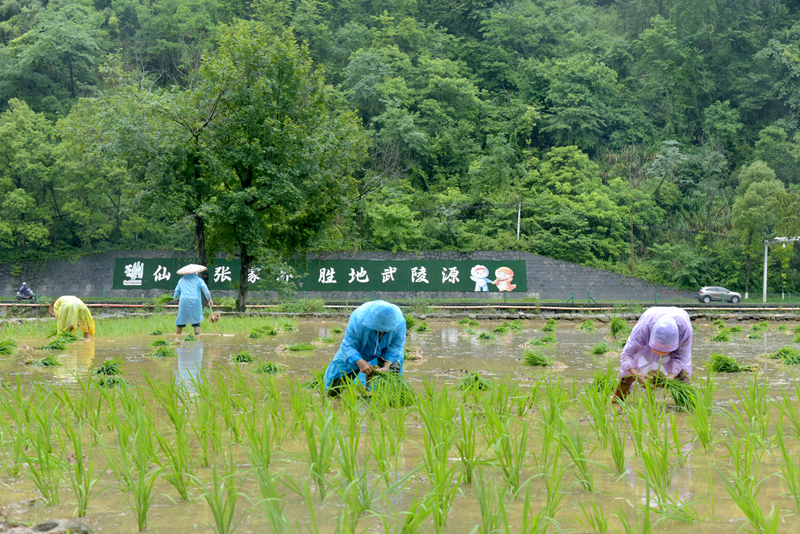 端午假期冒雨插秧，張家界黃龍洞景區(qū)生態(tài)田園農(nóng)事忙